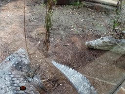 Tiergarten Schönbrunn am 12.03.2025